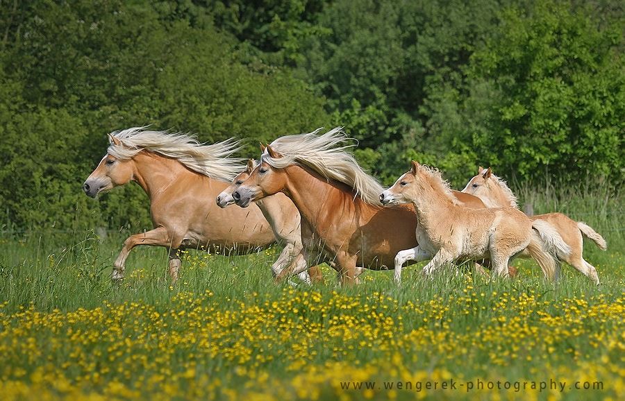 Cute Horse Pictures - Haflingers, Germany